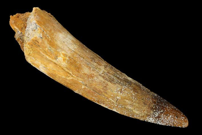 Spinosaurus Tooth - Real Dinosaur Tooth #153430